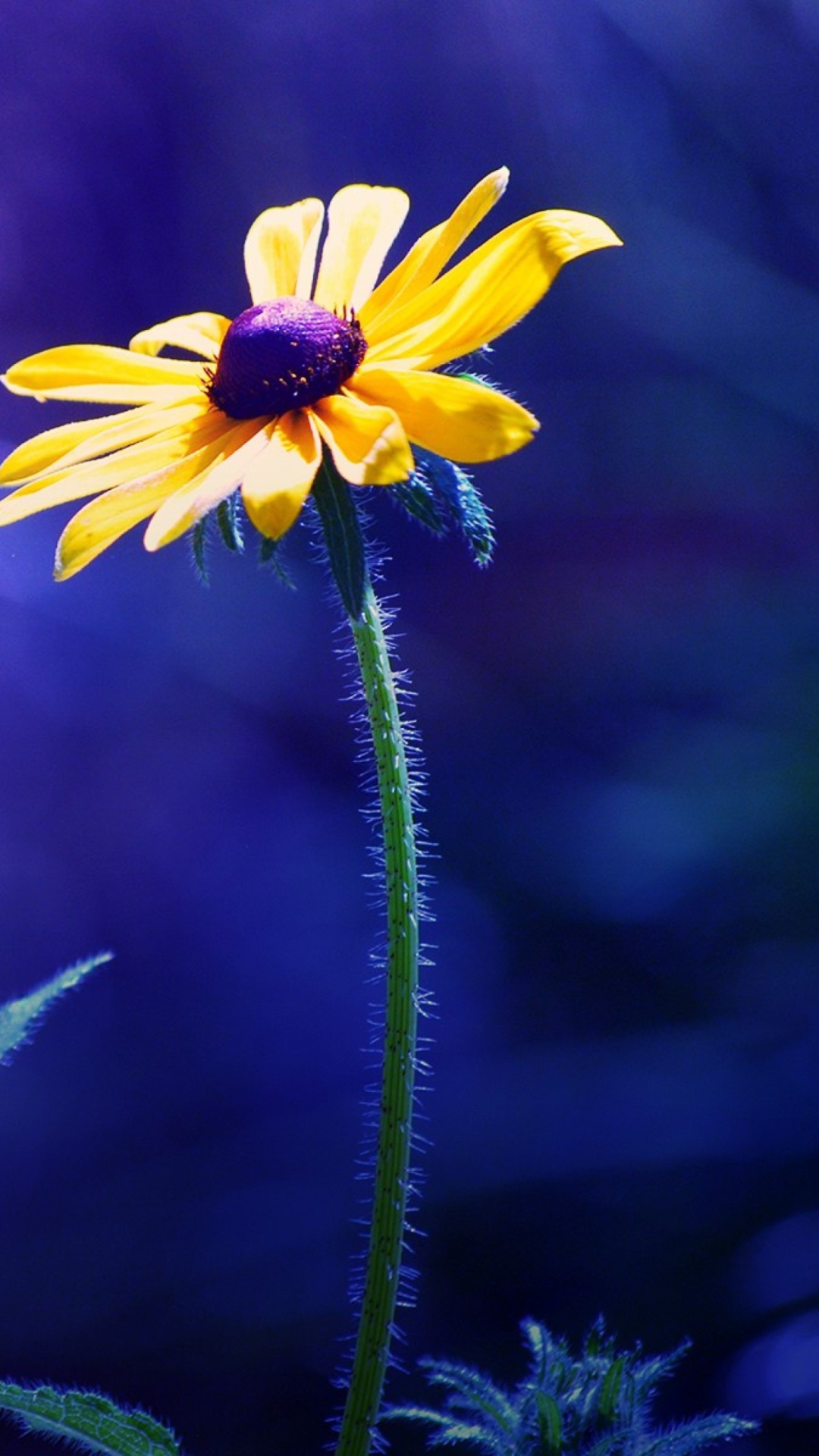 Fondo de pantalla Yellow Flower On Dark Blue Background 1080x1920