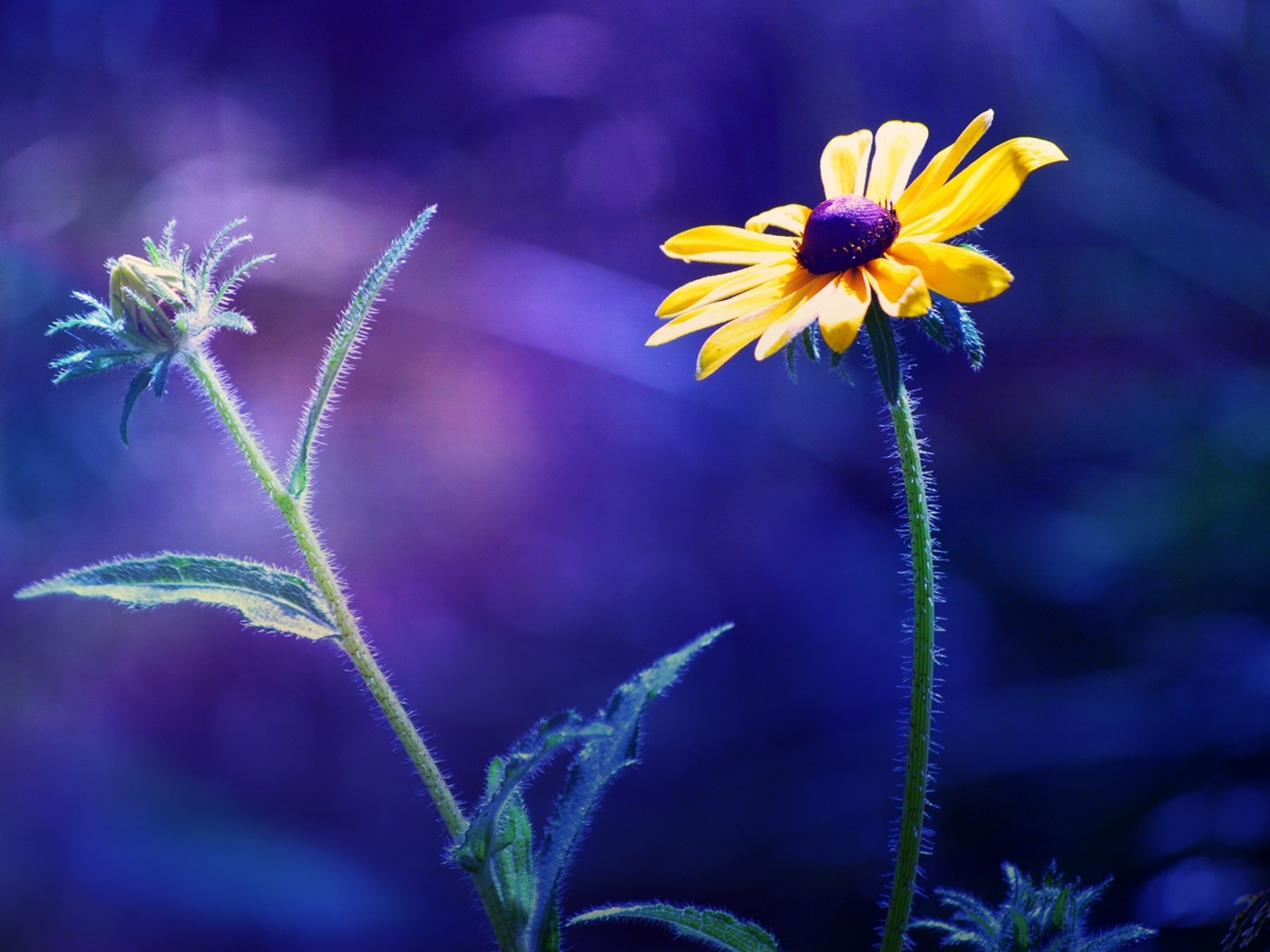 Screenshot №1 pro téma Yellow Flower On Dark Blue Background 1400x1050