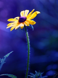 Screenshot №1 pro téma Yellow Flower On Dark Blue Background 240x320