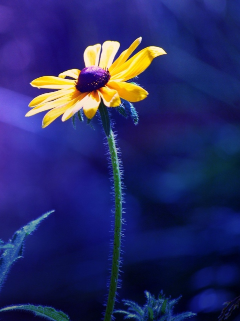 Screenshot №1 pro téma Yellow Flower On Dark Blue Background 480x640