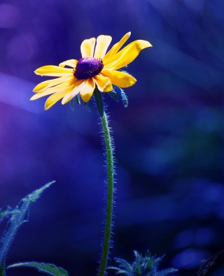 Yellow Flower On Dark Blue Background sfondi gratuiti per 176x220