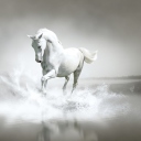 Screenshot №1 pro téma White Horse 128x128