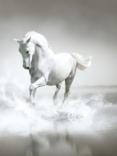 White Horse wallpaper 240x320