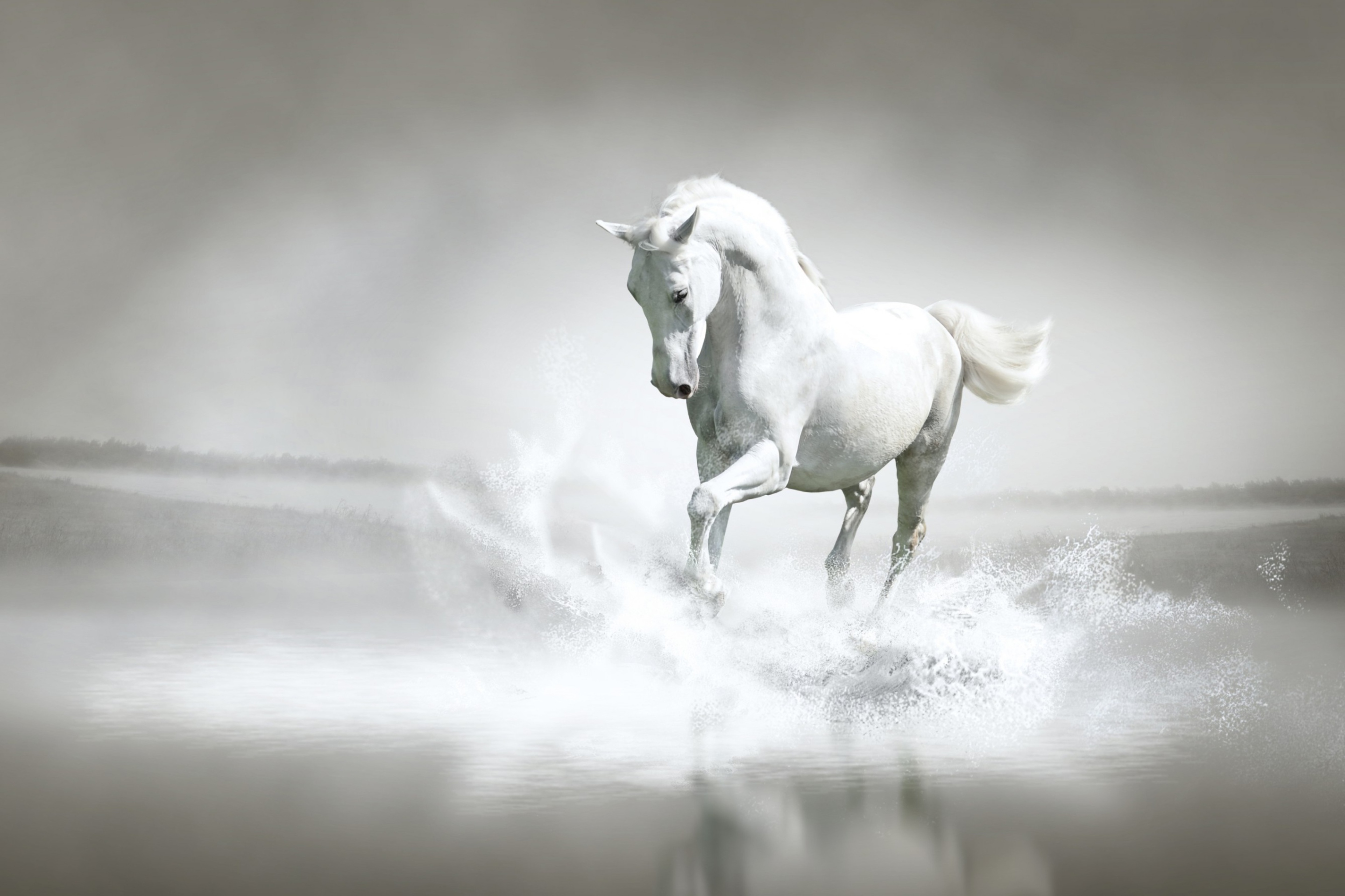 Screenshot №1 pro téma White Horse 2880x1920