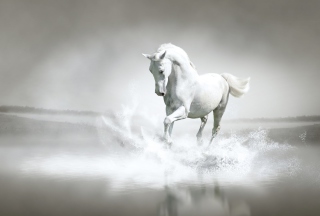 White Horse - Obrázkek zdarma pro HTC Desire