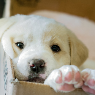 White Puppy - Obrázkek zdarma pro iPad Air