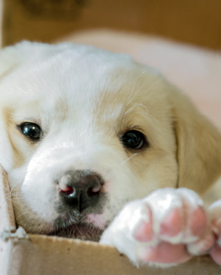 White Puppy sfondi gratuiti per 240x400