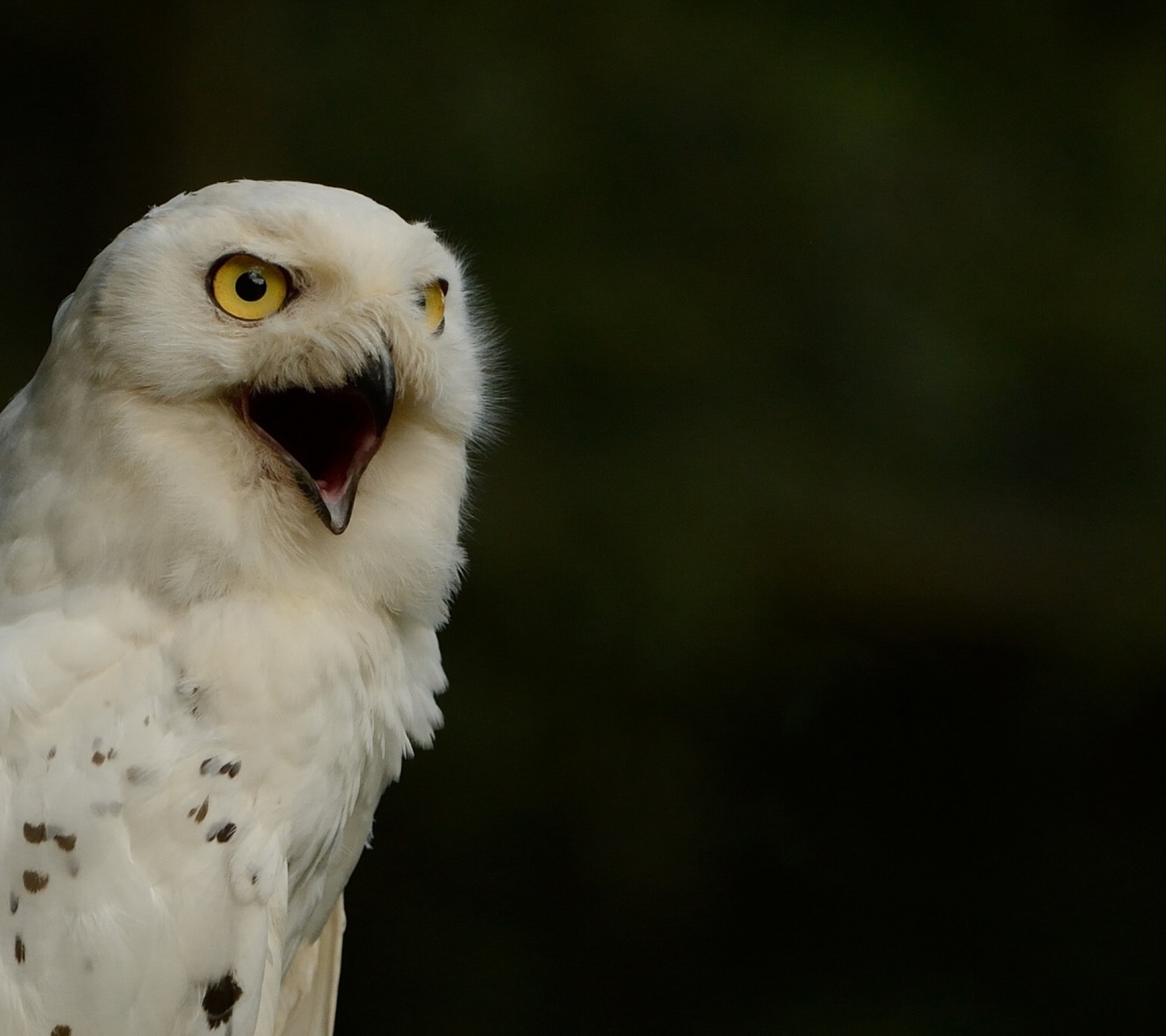 Fondo de pantalla Snowy Owl 1440x1280