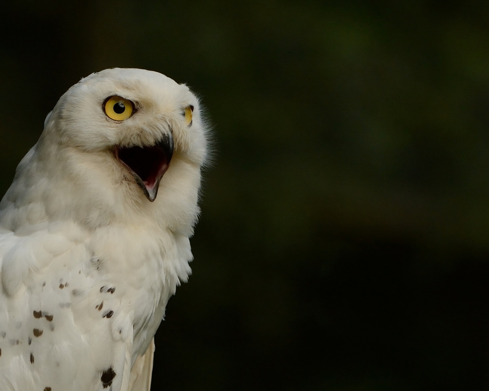 Das Snowy Owl Wallpaper 1600x1280