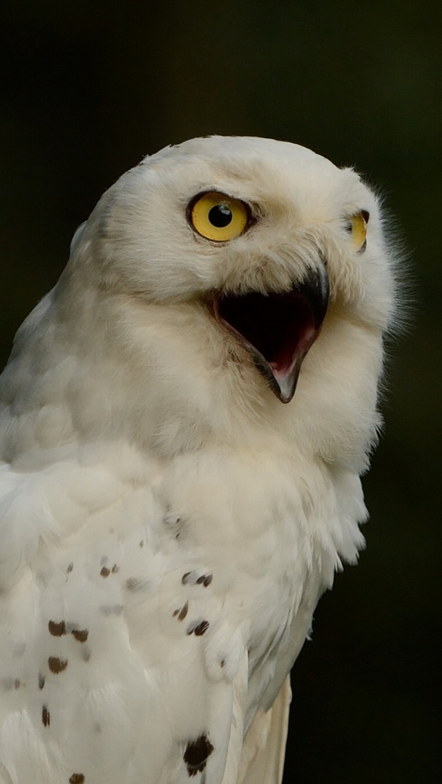 Sfondi Snowy Owl 640x1136