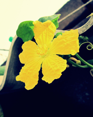 Yellow Flower - Obrázkek zdarma pro Nokia Asha 306