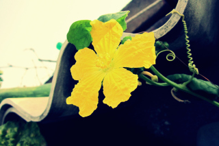 Yellow Flower Background for Android, iPhone and iPad