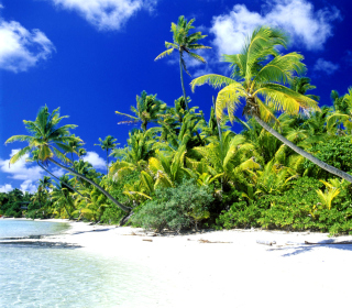 Palm Beach, Melanesia - Obrázkek zdarma pro iPad 2