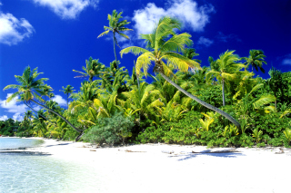 Palm Beach, Melanesia - Obrázkek zdarma pro 1600x900