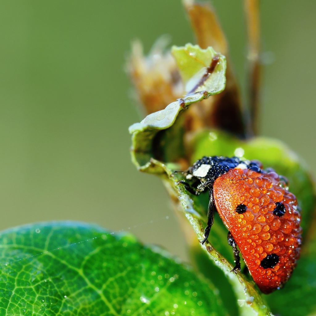 Fondo de pantalla Ladybug Covered With Dew Drops 1024x1024