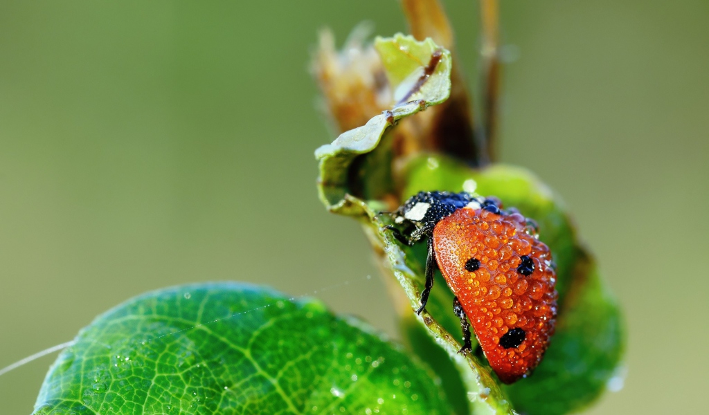 Ladybug Covered With Dew Drops wallpaper 1024x600