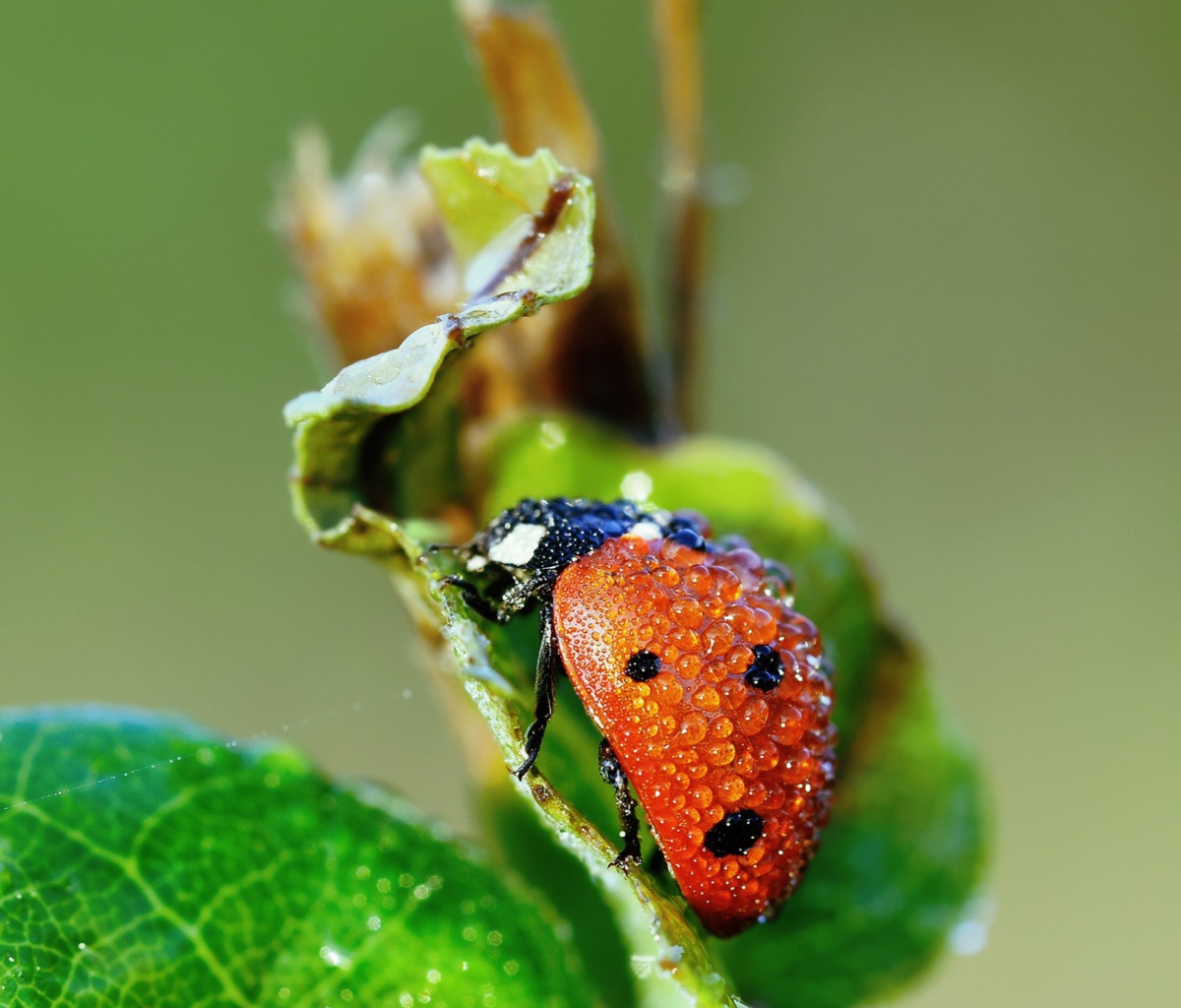 Das Ladybug Covered With Dew Drops Wallpaper 1200x1024