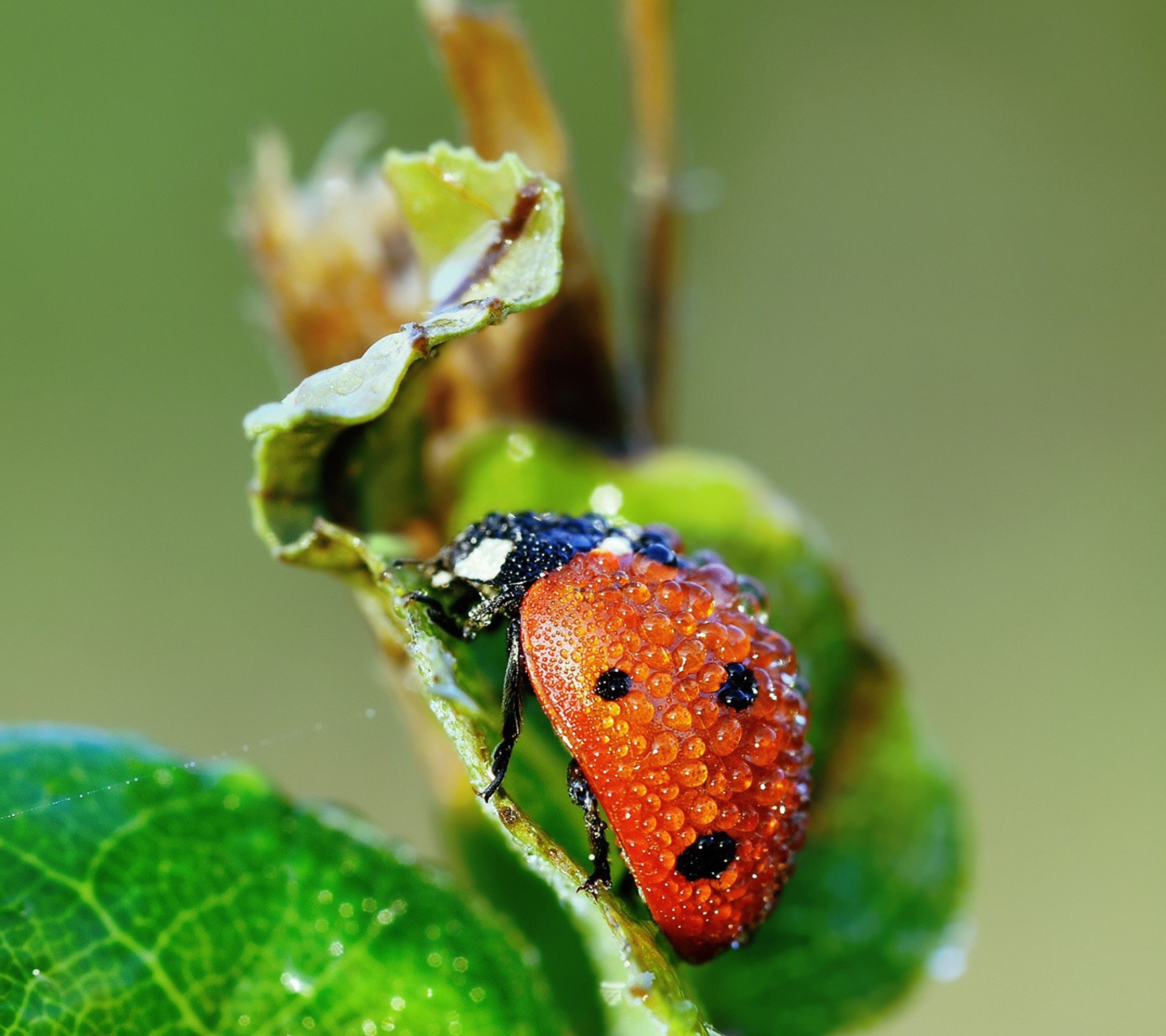 Das Ladybug Covered With Dew Drops Wallpaper 1440x1280