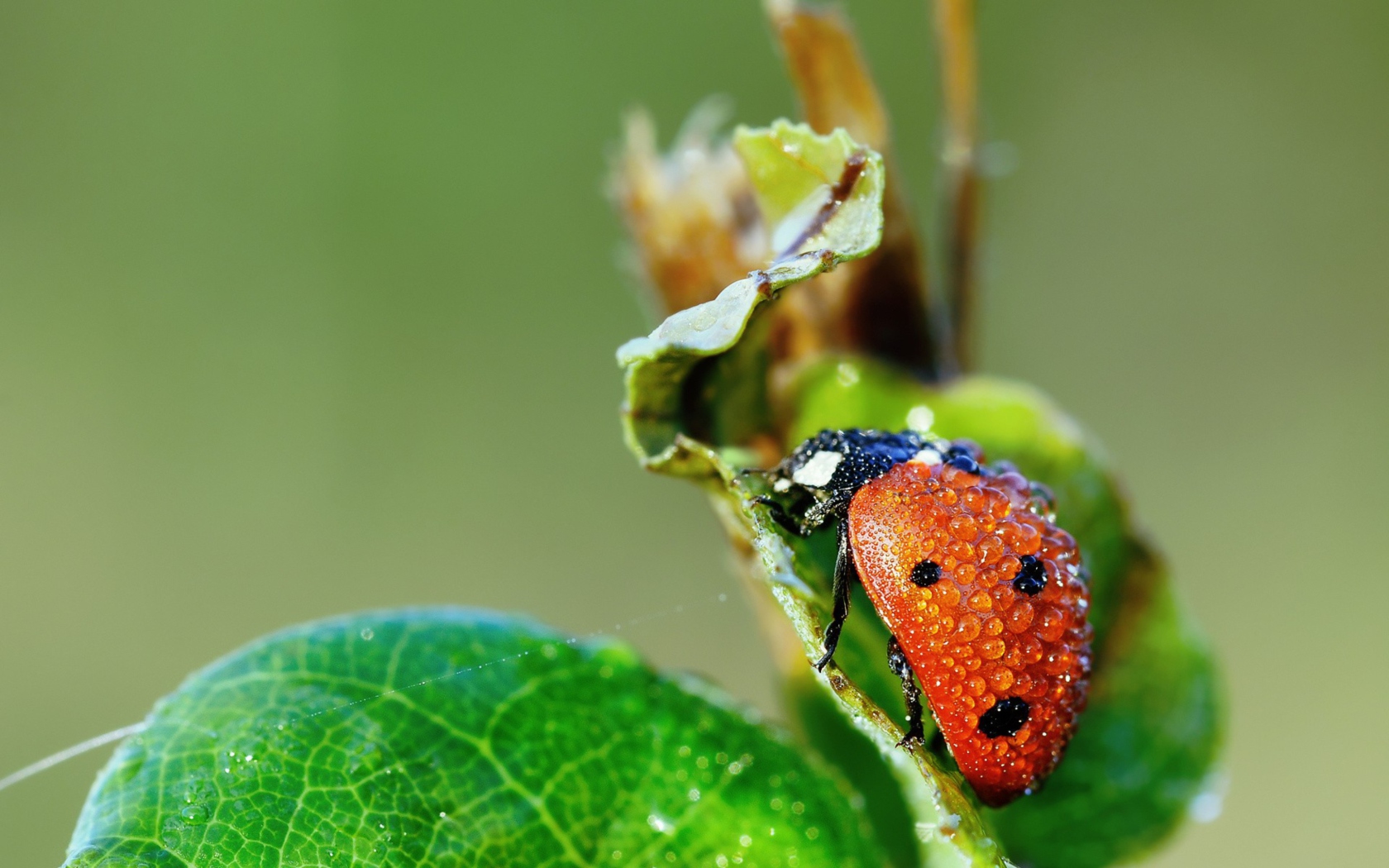 Fondo de pantalla Ladybug Covered With Dew Drops 1680x1050