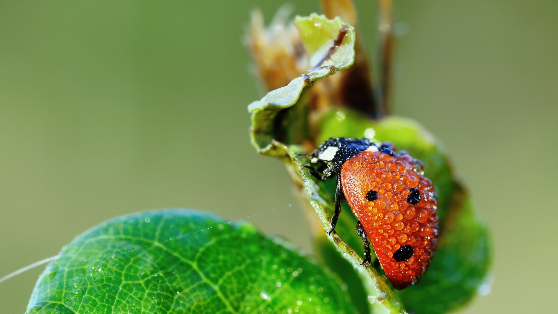 Das Ladybug Covered With Dew Drops Wallpaper 1920x1080