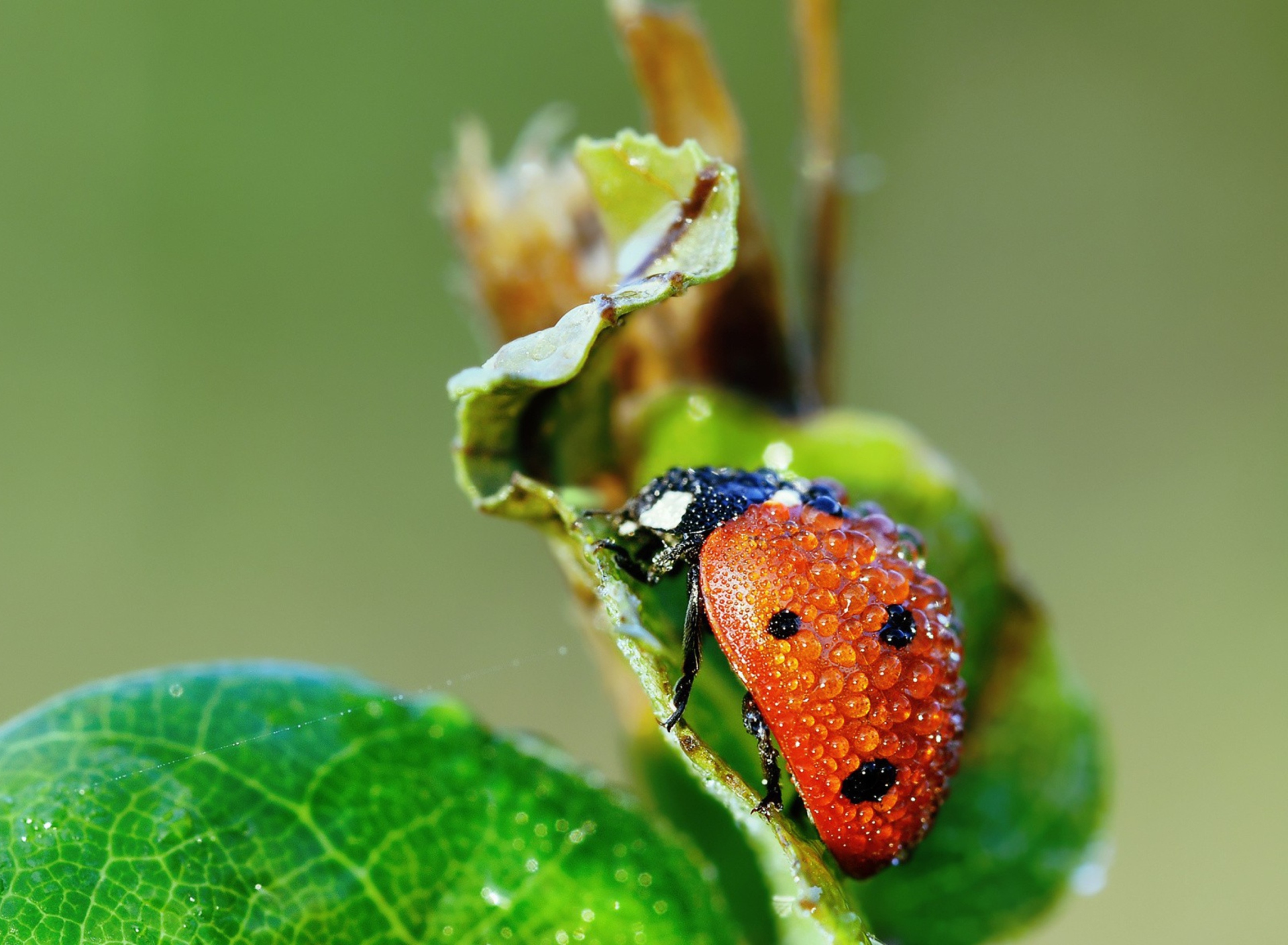 Das Ladybug Covered With Dew Drops Wallpaper 1920x1408