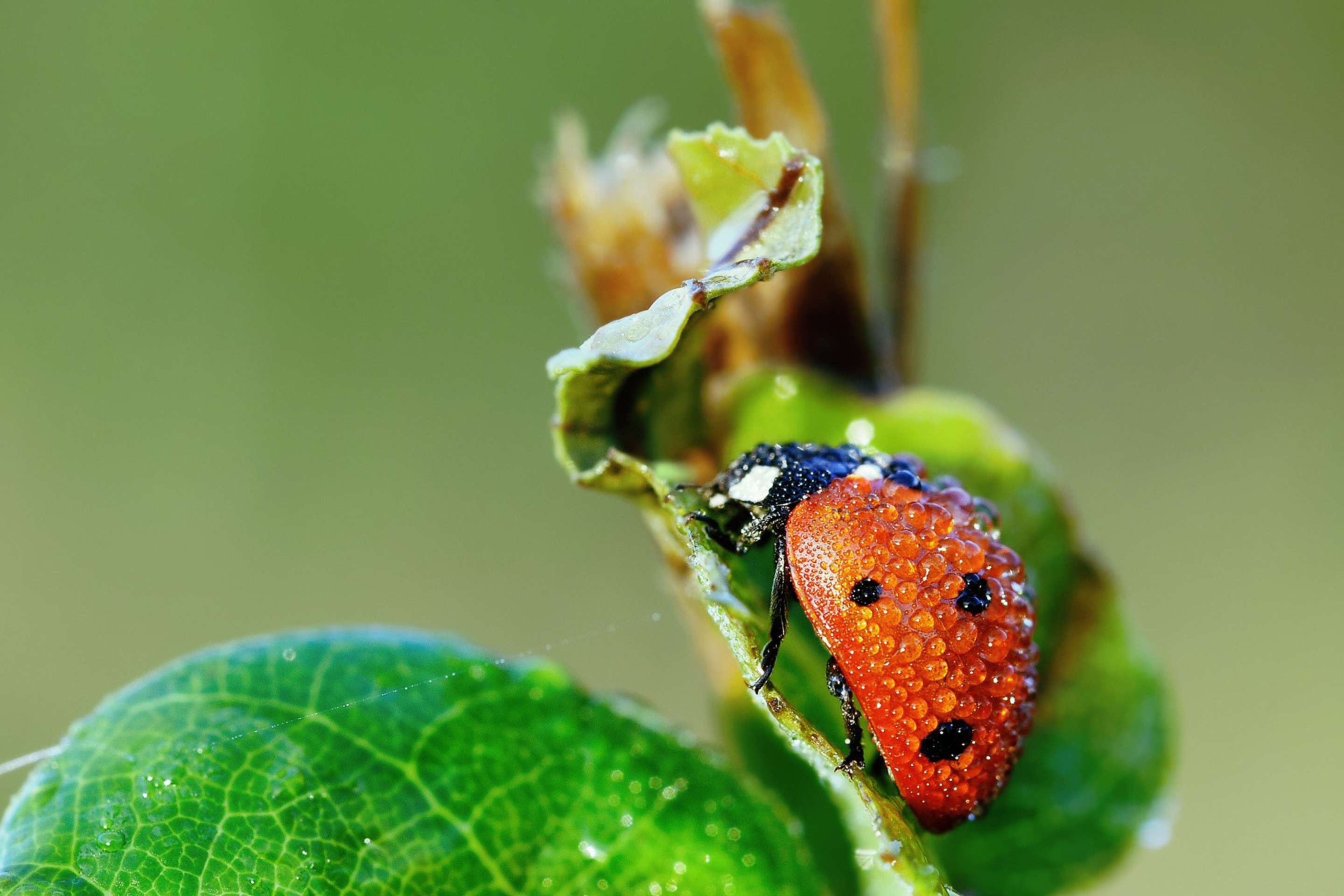 Das Ladybug Covered With Dew Drops Wallpaper 2880x1920