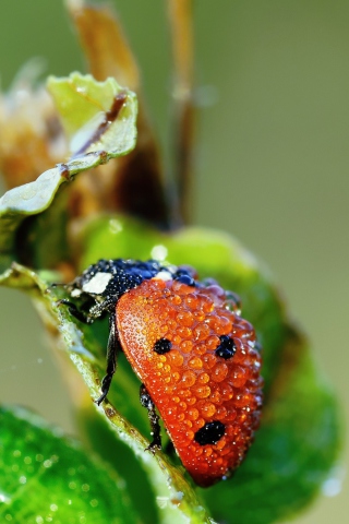 Screenshot №1 pro téma Ladybug Covered With Dew Drops 320x480