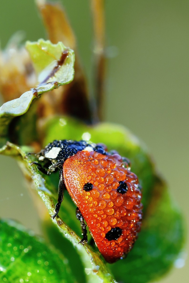 Sfondi Ladybug Covered With Dew Drops 640x960