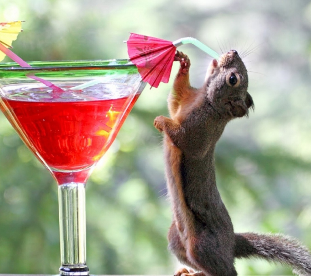 Sfondi Squirrel Drinking Cocktail 1080x960