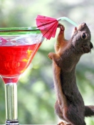 Fondo de pantalla Squirrel Drinking Cocktail 132x176