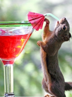 Обои Squirrel Drinking Cocktail 240x320