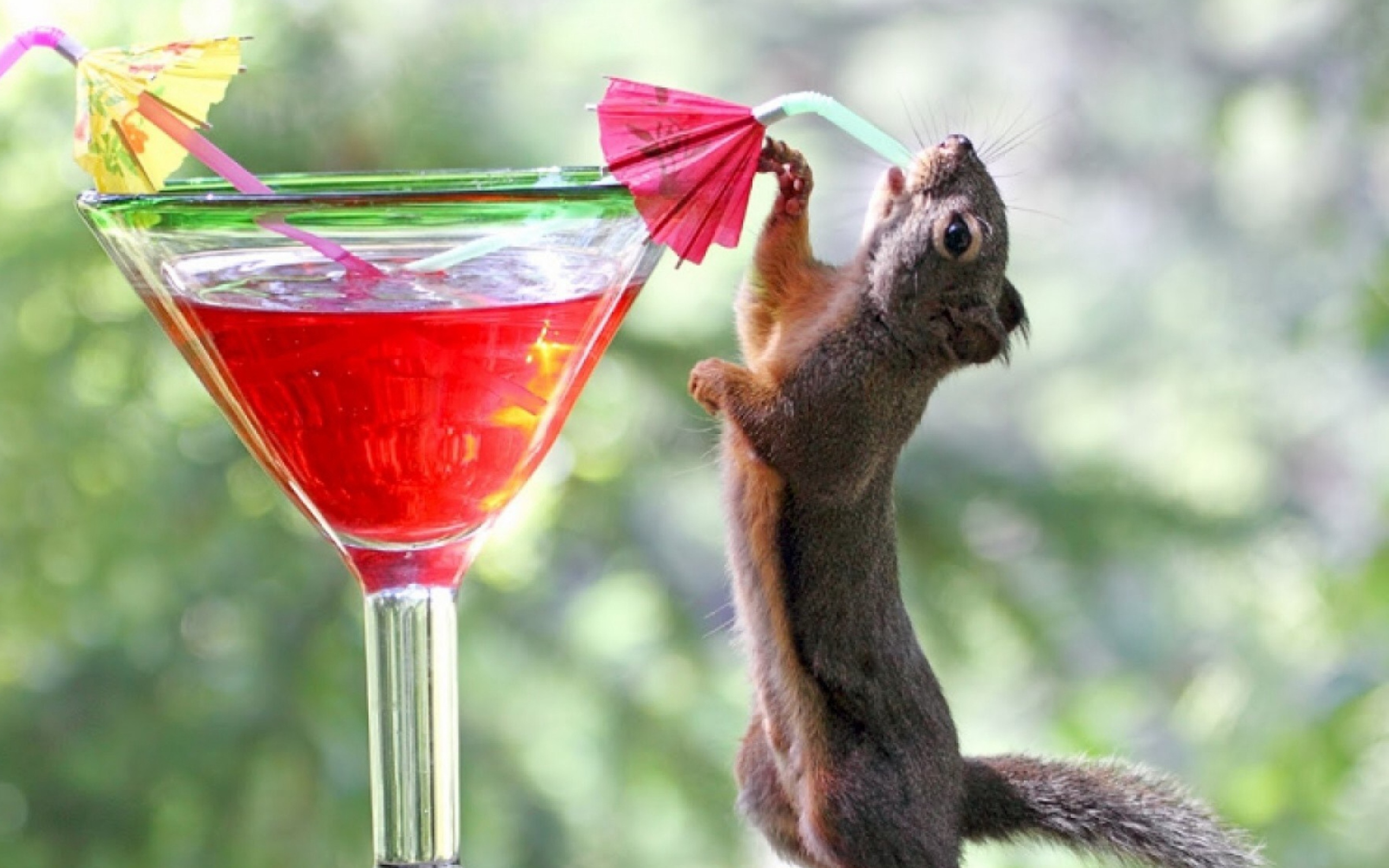 Screenshot №1 pro téma Squirrel Drinking Cocktail 2560x1600