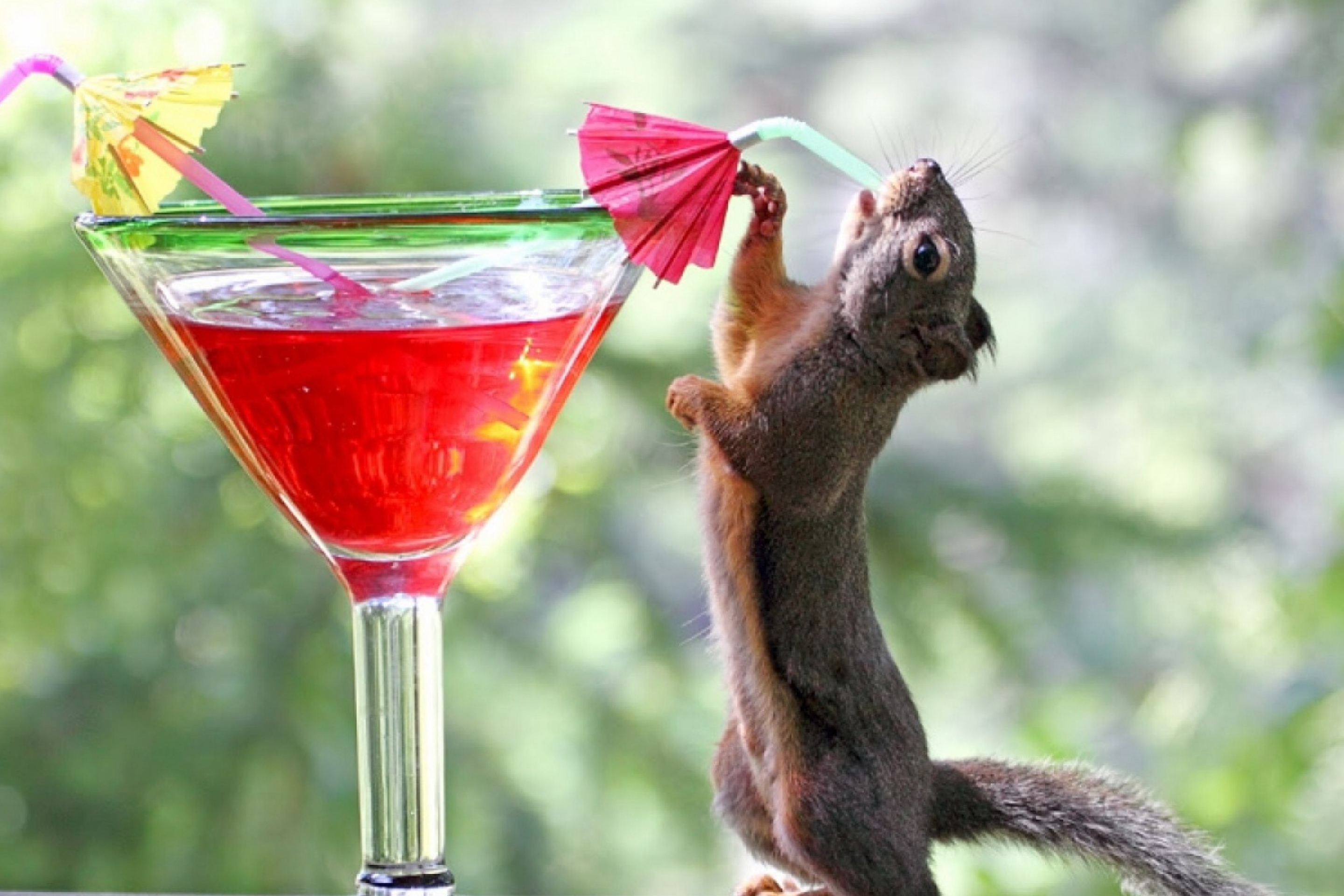 Screenshot №1 pro téma Squirrel Drinking Cocktail 2880x1920