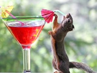Обои Squirrel Drinking Cocktail 320x240