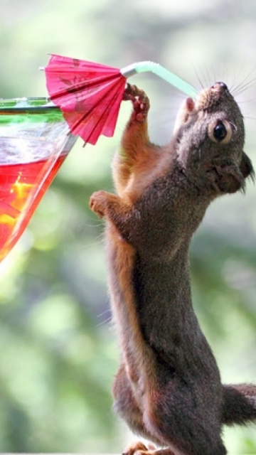 Squirrel Drinking Cocktail wallpaper 360x640