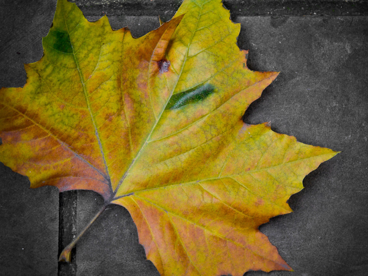 Screenshot №1 pro téma Leaf On The Ground 1280x960