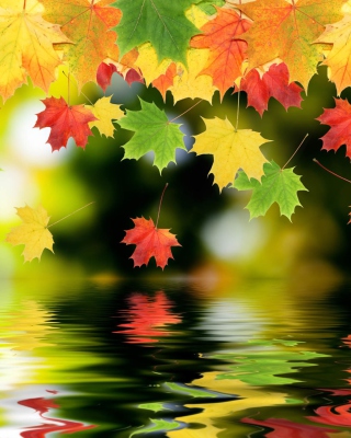 Falling Leaves - Obrázkek zdarma pro iPhone 6