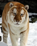 Screenshot №1 pro téma Tiger In Winter 128x160