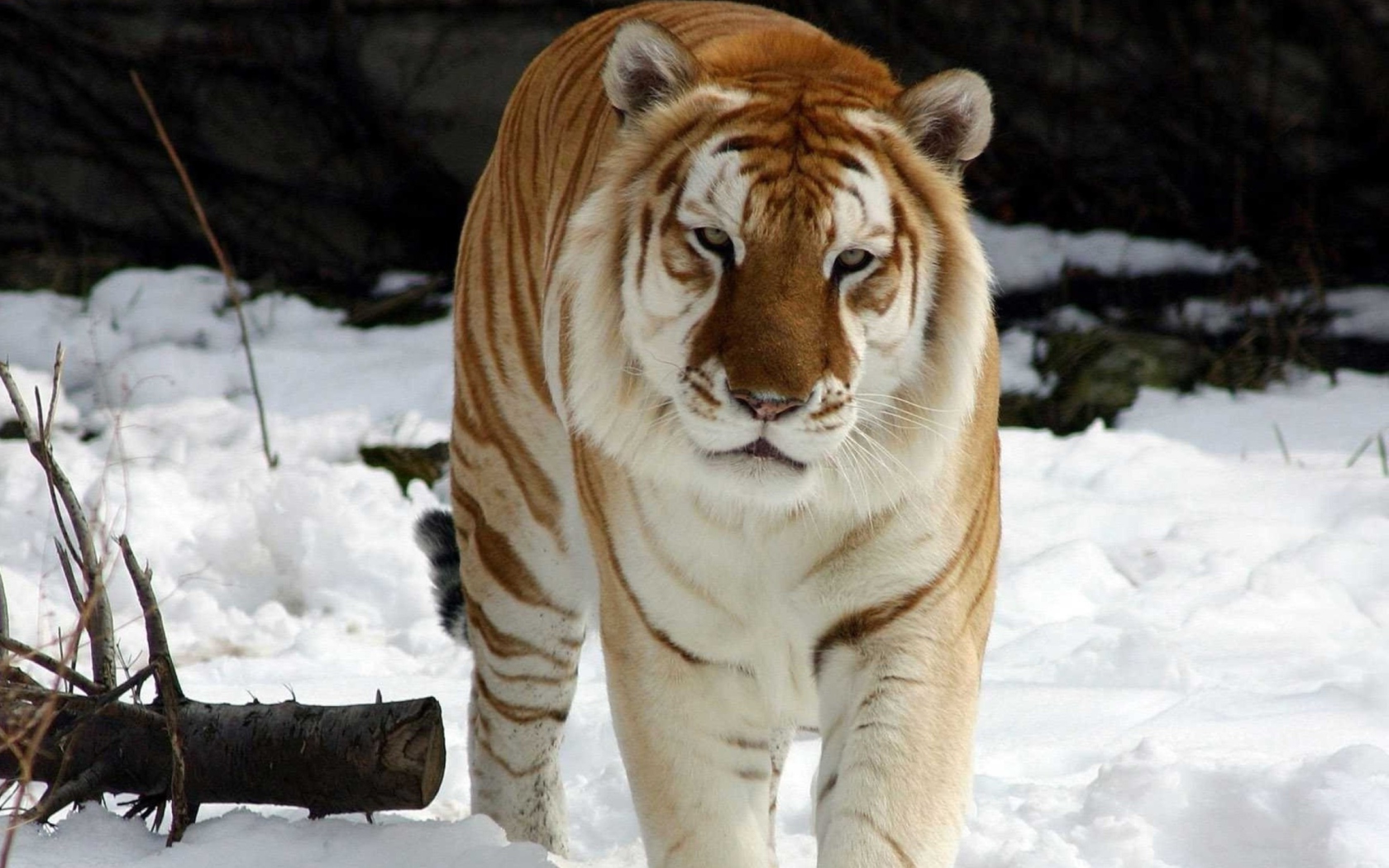 Screenshot №1 pro téma Tiger In Winter 1680x1050