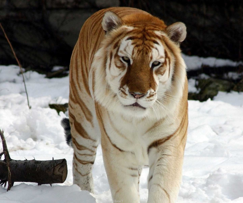 Das Tiger In Winter Wallpaper 960x800