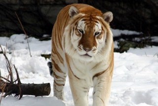 Tiger In Winter - Obrázkek zdarma pro Widescreen Desktop PC 1600x900