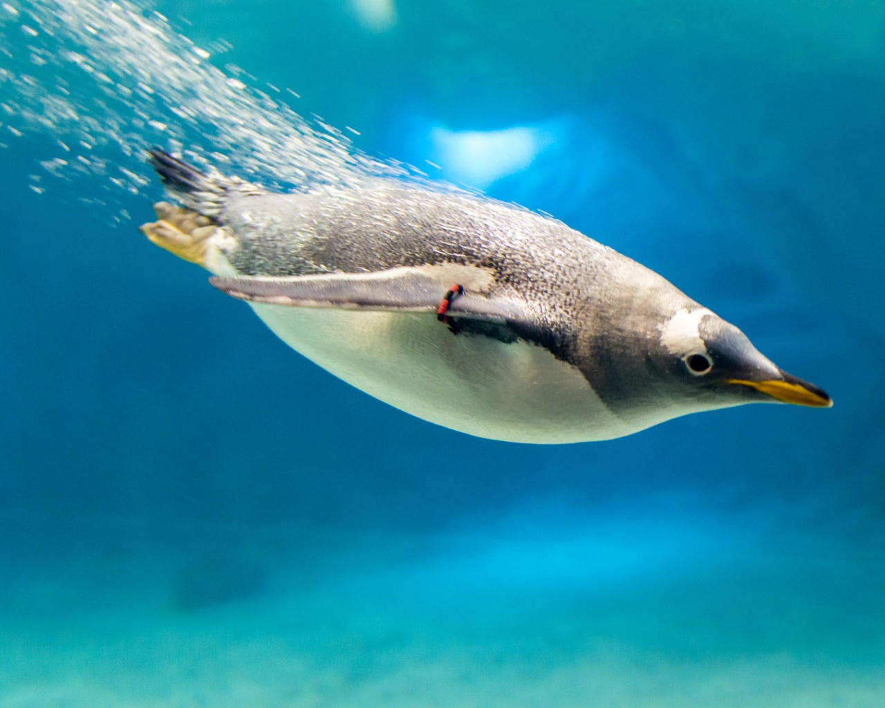 Das Penguin in Underwater Wallpaper 1280x1024