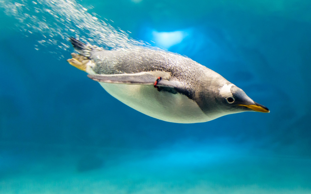 Fondo de pantalla Penguin in Underwater 1280x800