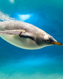 Обои Penguin in Underwater 128x160