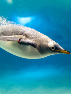 Das Penguin in Underwater Wallpaper 240x320