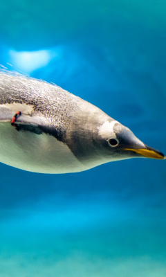 Fondo de pantalla Penguin in Underwater 240x400