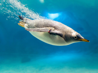 Das Penguin in Underwater Wallpaper 320x240