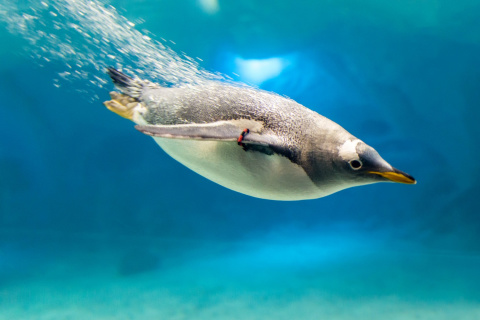 Das Penguin in Underwater Wallpaper 480x320