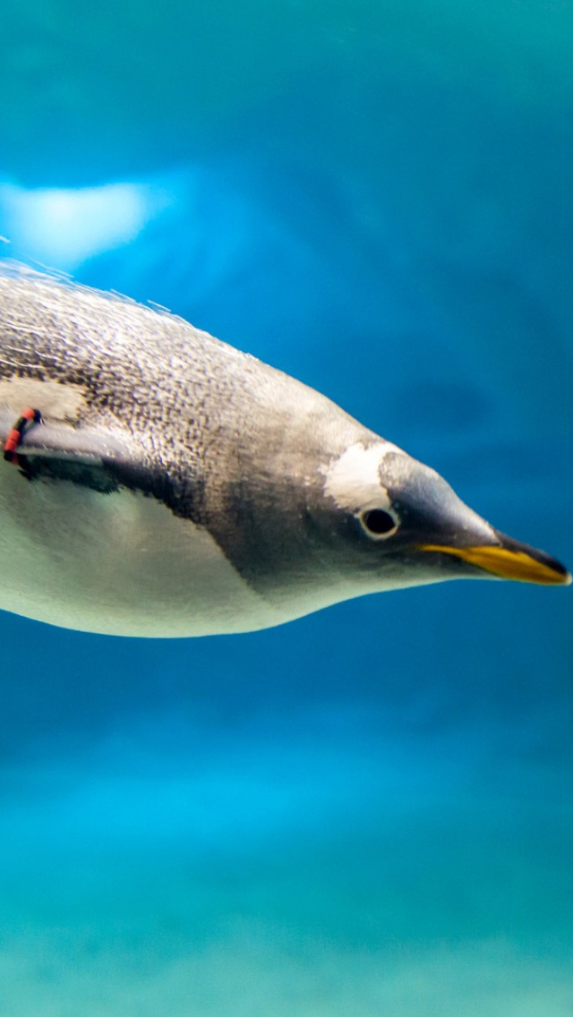 Das Penguin in Underwater Wallpaper 640x1136