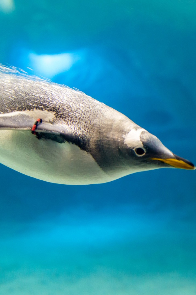 Fondo de pantalla Penguin in Underwater 640x960